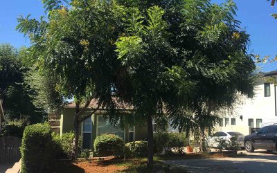 Online Tree Workshop One