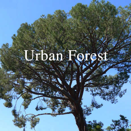 Altadena’s Urban Forest: Past, Present & Future