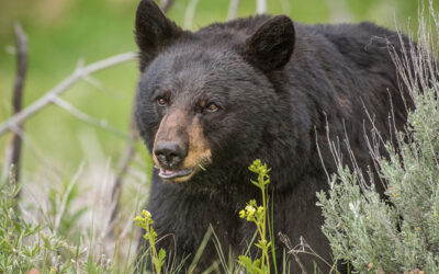Ursus americanus californiensis