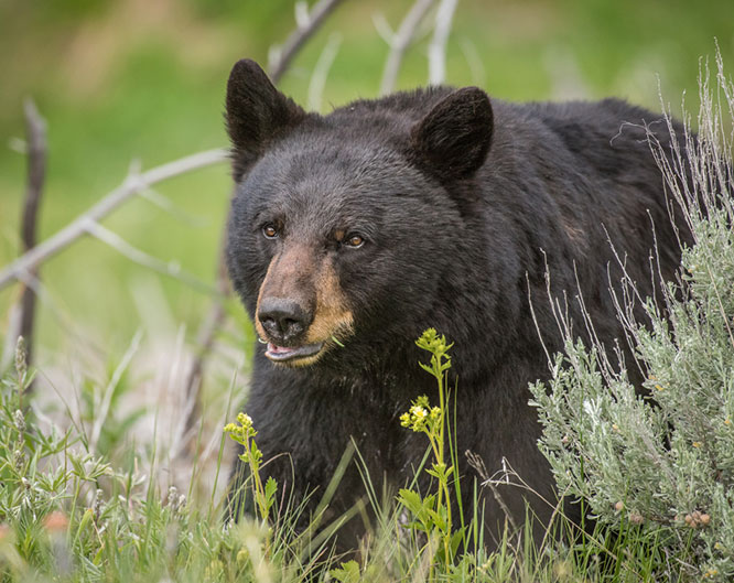 black_bear