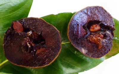Growing Subtropical and Unusual Fruit in Altadena