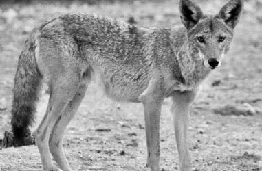 Coyote