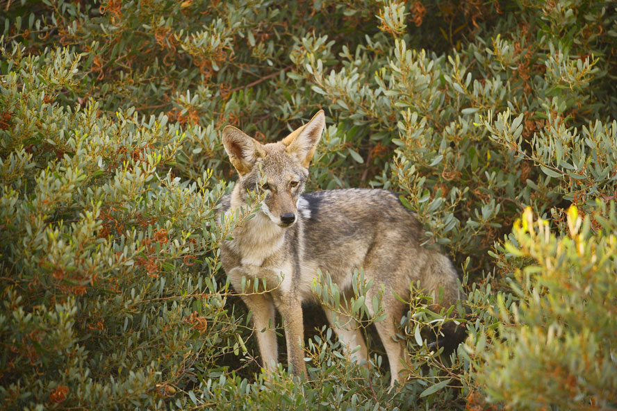 Coyote-in-the-Suburbs