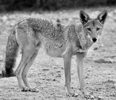 Coyote