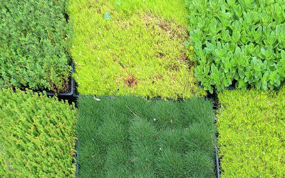 Alternatives to Grass Lawns
