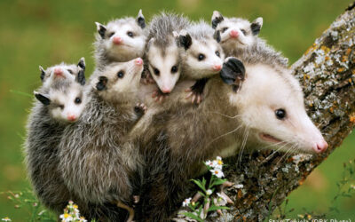 Wildlife Immigrants