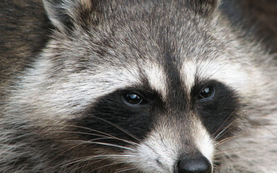 Raccoon