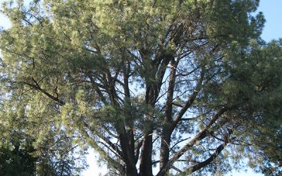 Altadena Heritage Plays Key Role in Preservation of Historic Torrey Pine?