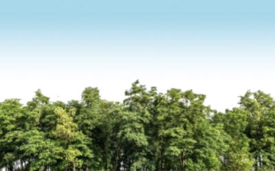Third Thursday Program Ask an Arborist