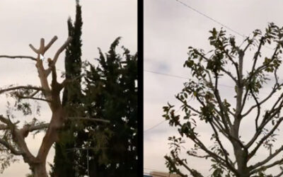 Online Tree Workshop Two