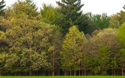 The Importance of Trees